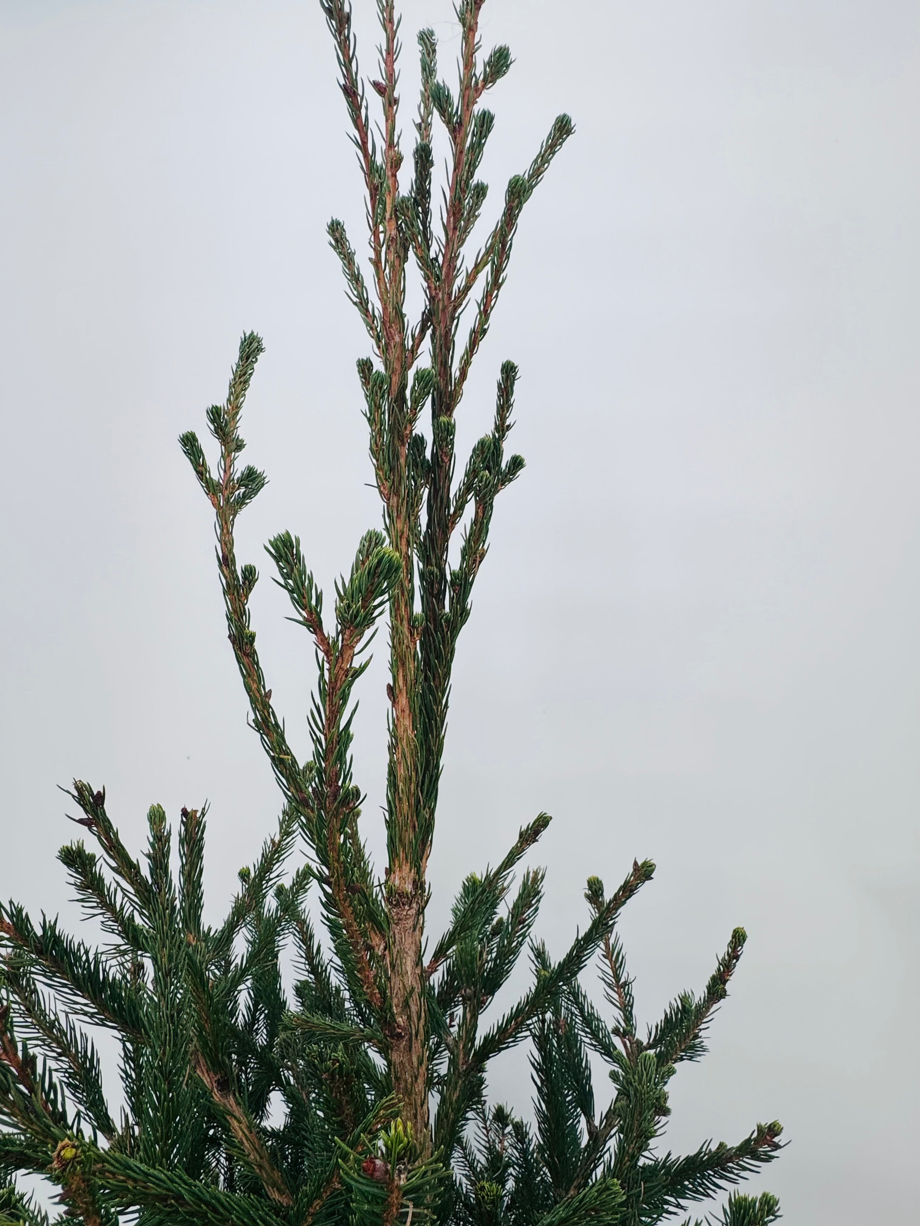 PICEA ABIES EXCELSA 10L 125/150