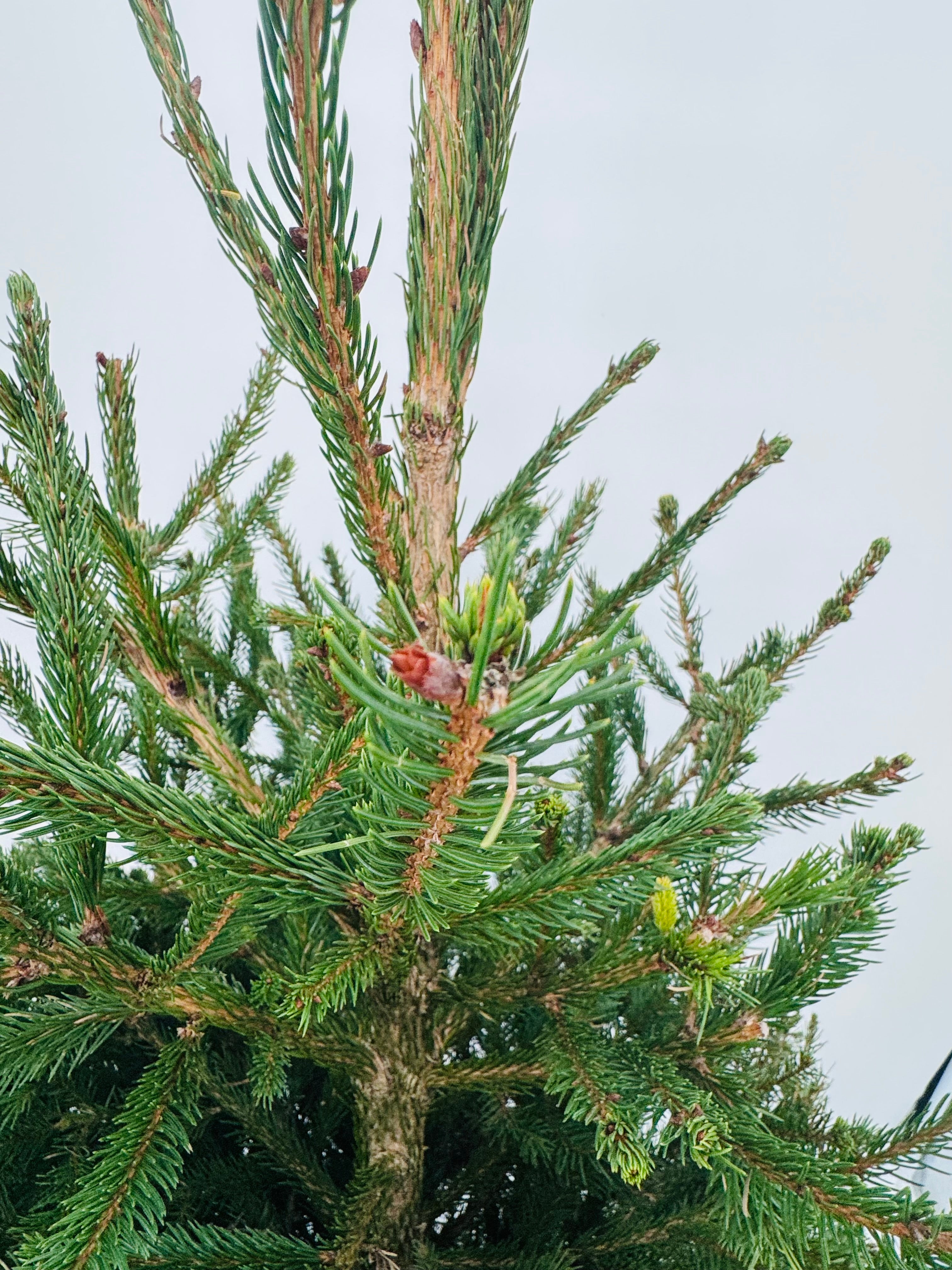 PICEA ABIES EXCELSA 10L 125/150