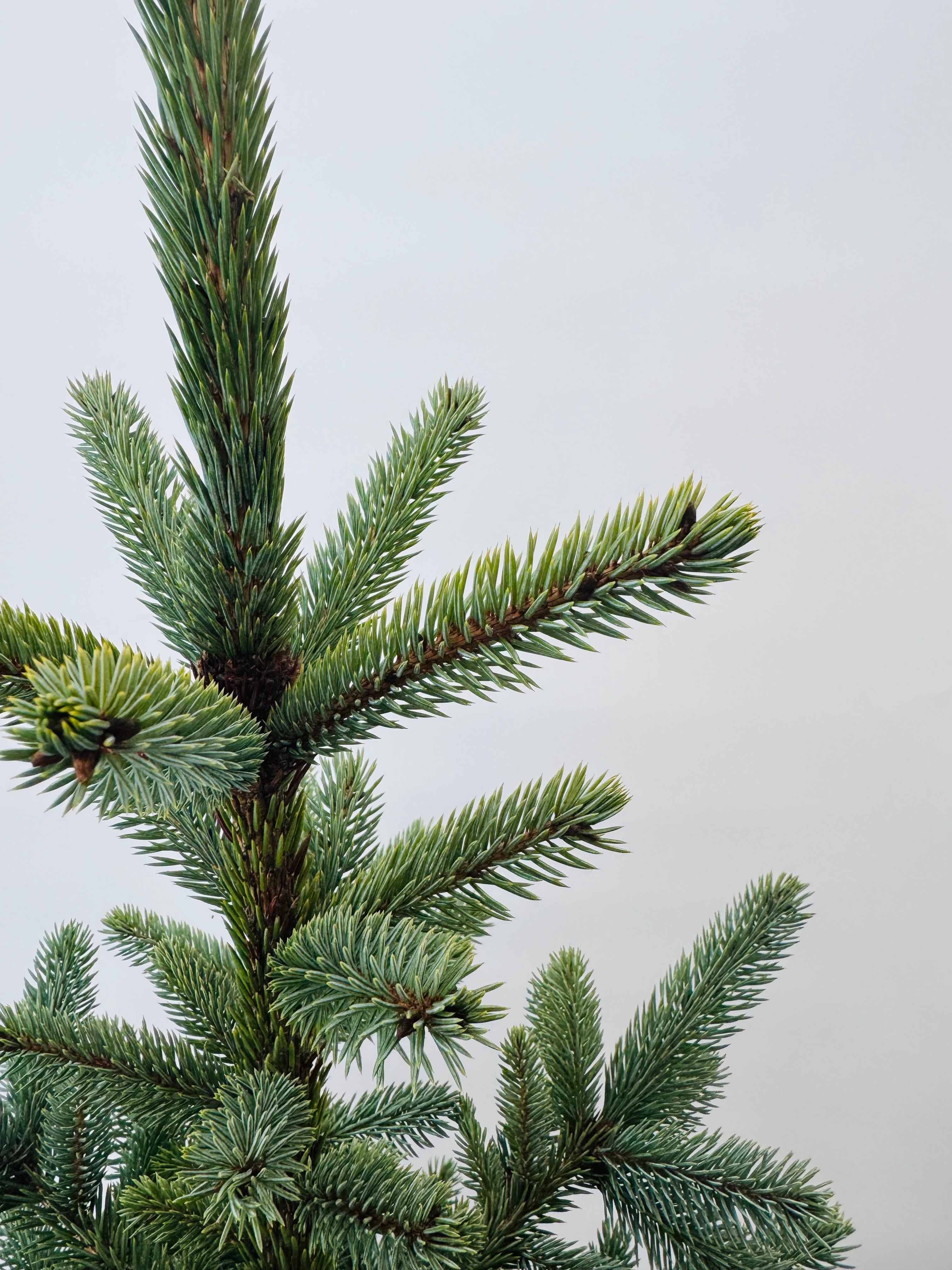 PICEA PUNGENS BLUE 125/150