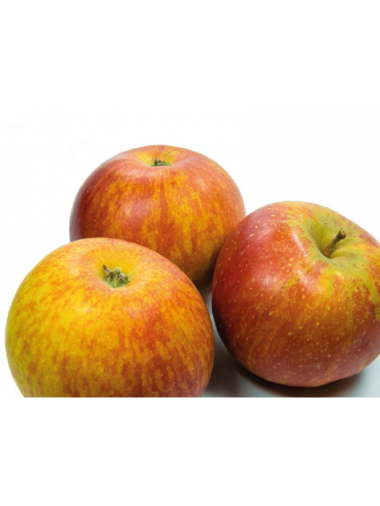 MANZANO REINETA RAYADA 10L