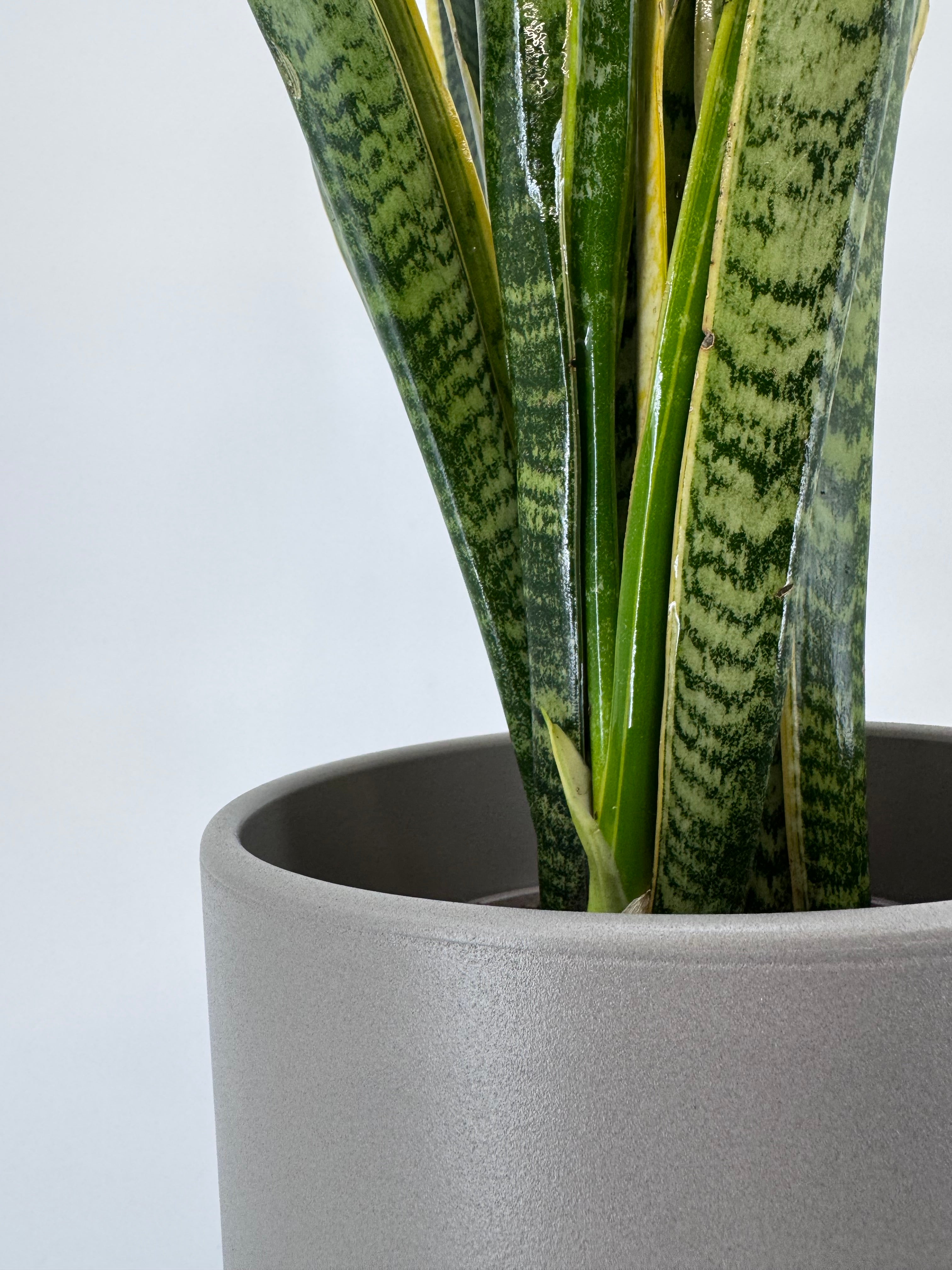 SANSEVIERIA LAURENTII M17
