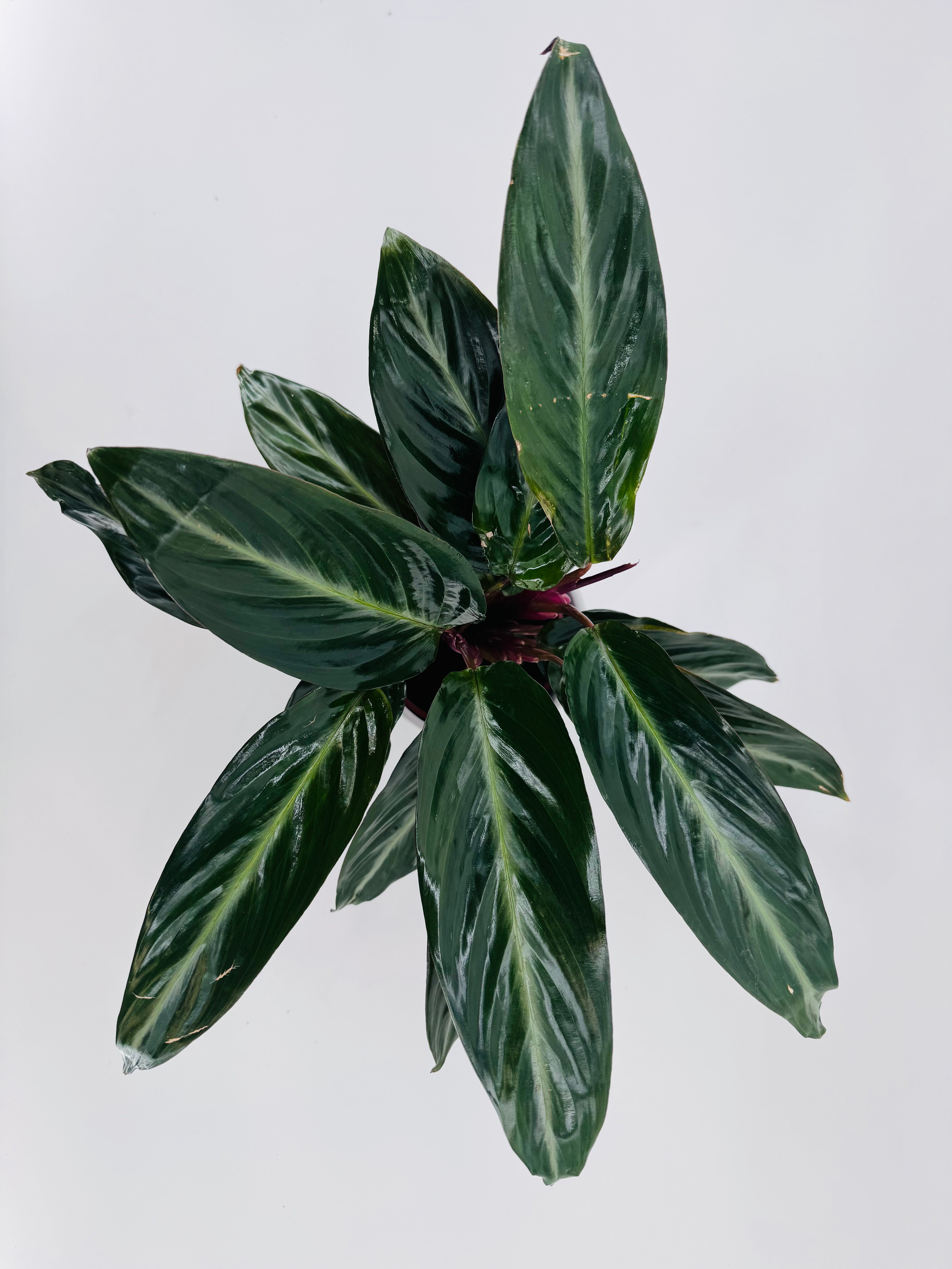 STROMANTHE SANG. STRIPESTAR M12