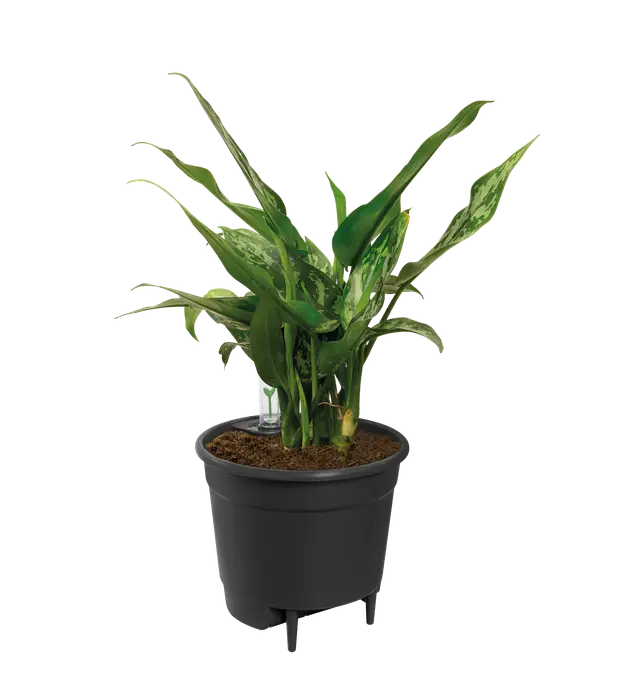 SELF-WATERING INSERT LIVING 33