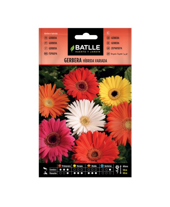 GERBERA HIBRIDA VARIADA
