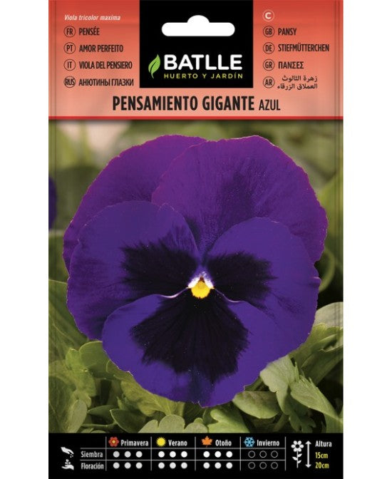 PENSAMIENTO GIGANTE AZUL
