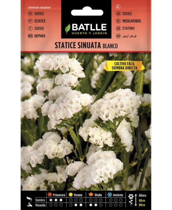 STATICE BLANCO