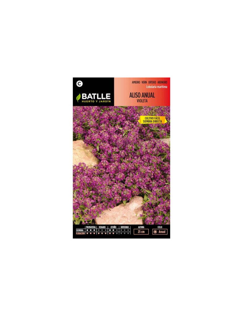 ALISO ANUAL VIOLETA