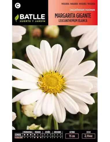 MARGARITA GIGANTE LEUCATHEMUM BLANCA
