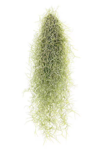 TILLANDSIA USNEOIDES 50CM