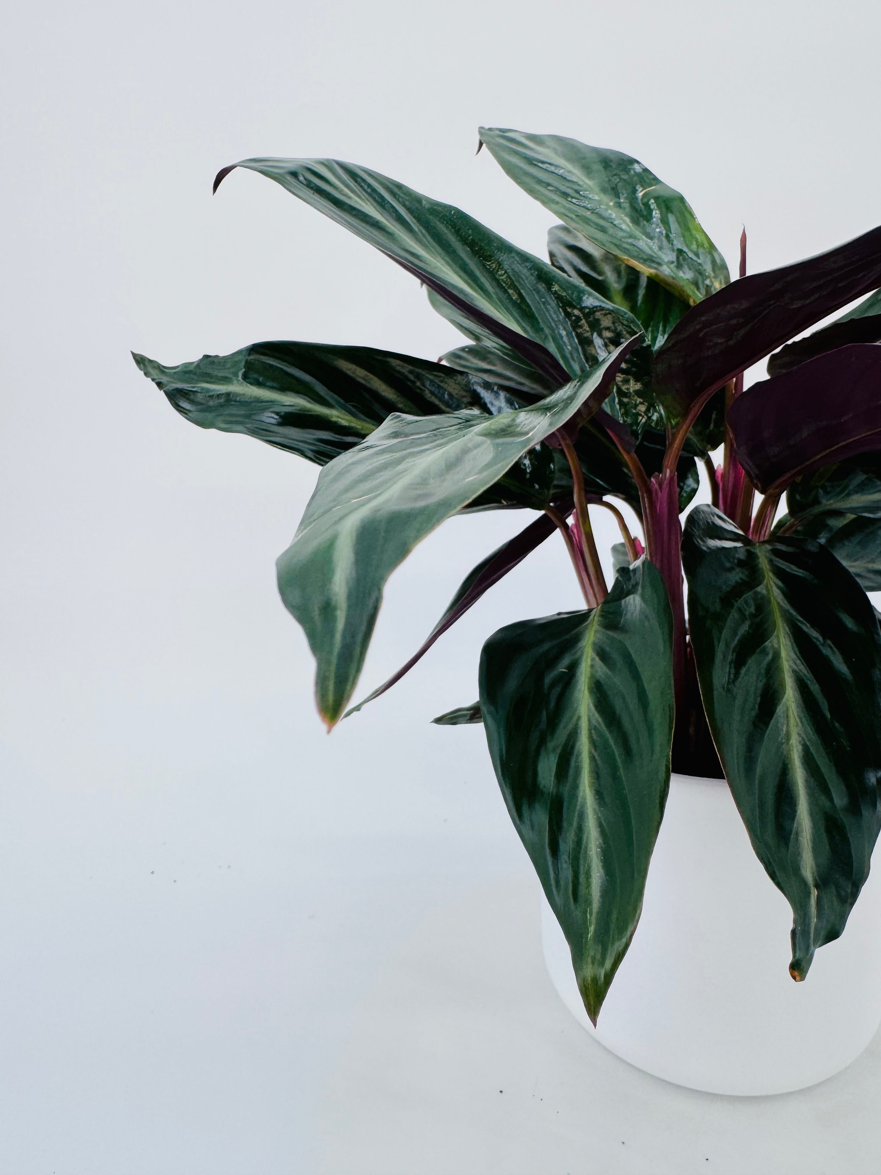 STROMANTHE SANG. STRIPESTAR M12