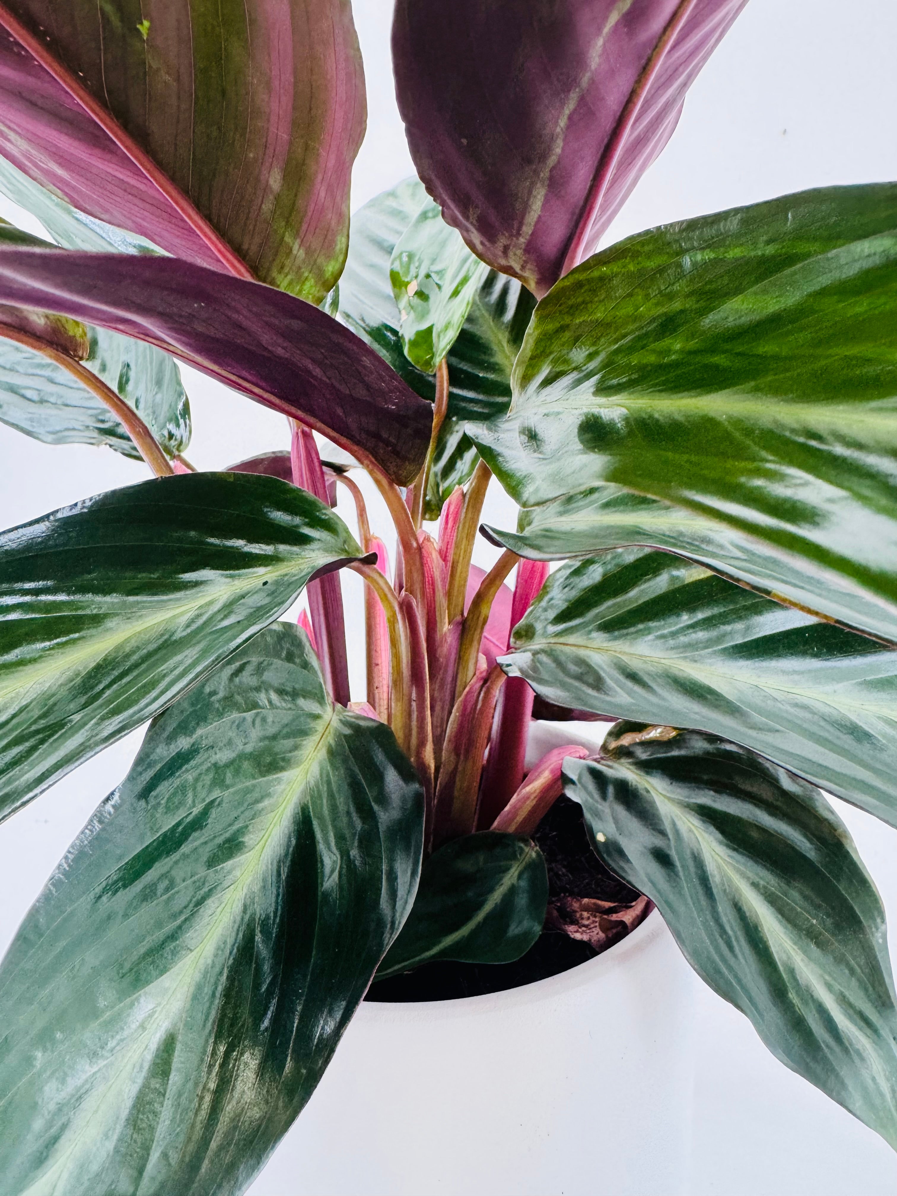 STROMANTHE SANG. STRIPESTAR M12