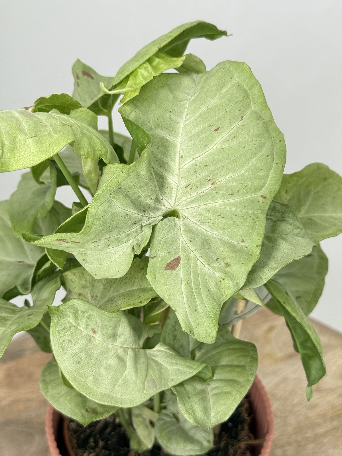 SYNGONIUM CONFETTI M12