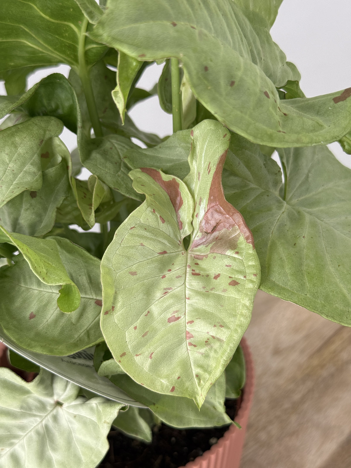 SYNGONIUM CONFETTI M12