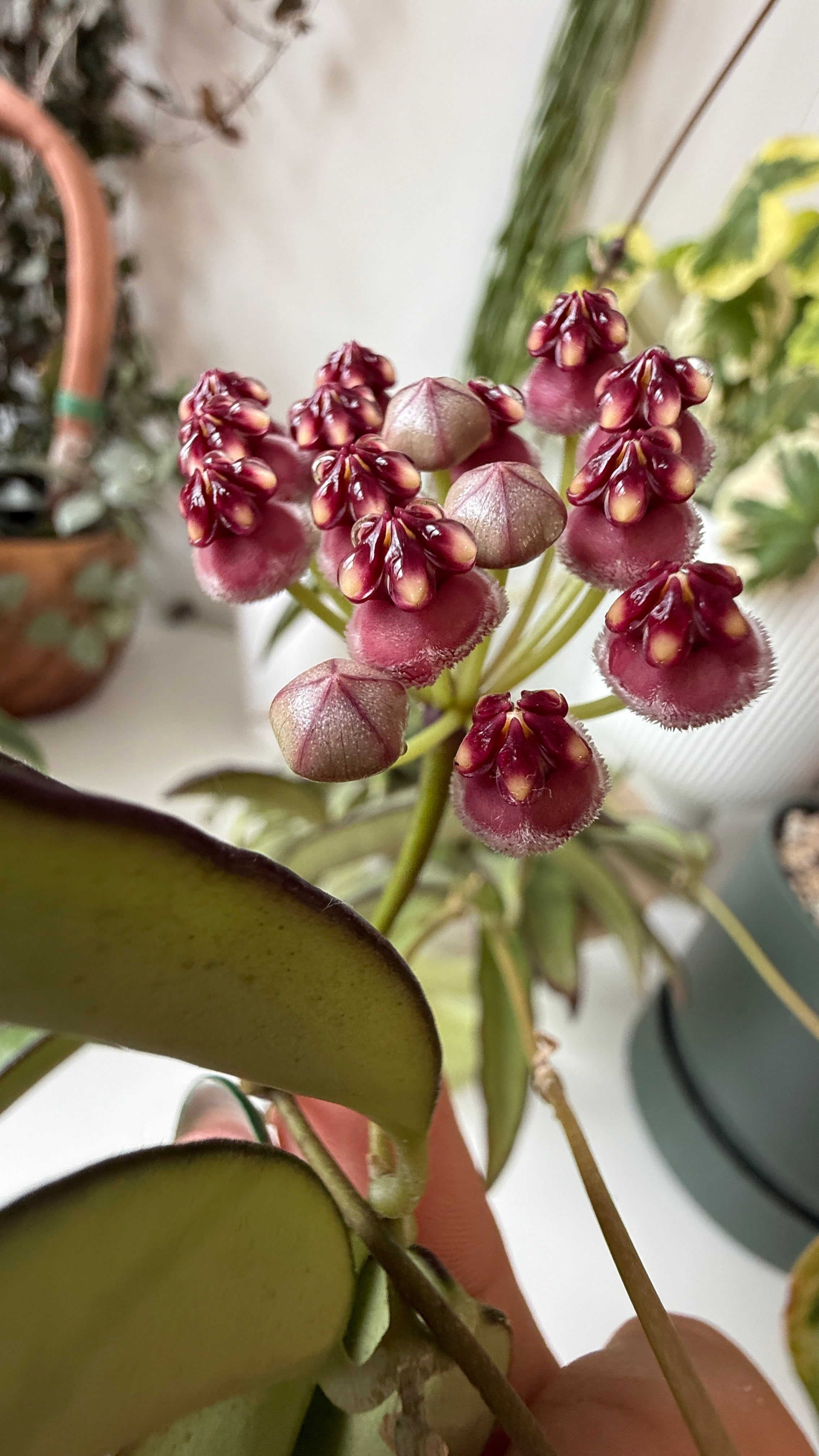 HOYA WAYETII M12